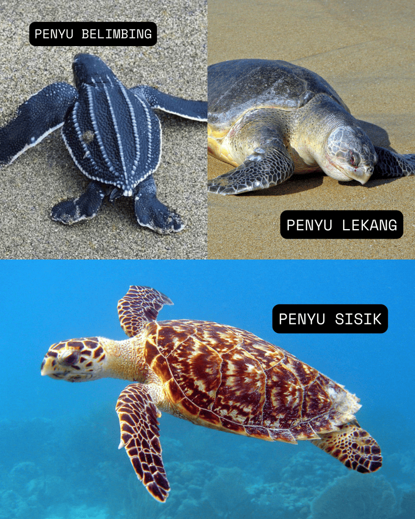 Gambar penyu dari berbagai jenis di pantai dan laut Indonesia.