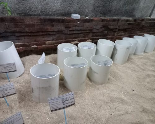 Keranjang penampungan telur penyu di pusat konservasi penyu Bali.